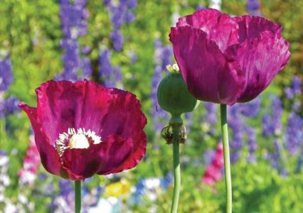 A pair of purple opium poppies growing in a flower garden.